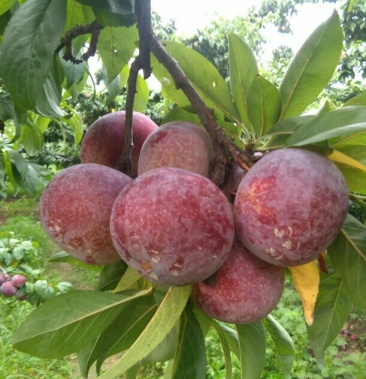 [李子批发]安格诺李子价格0.70元/斤 - 一亩田