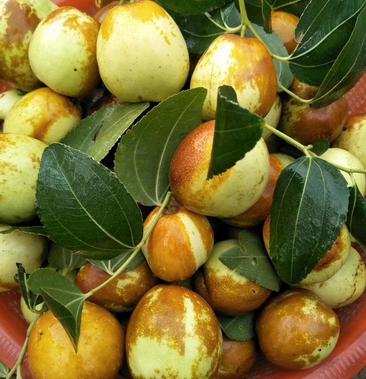 山东大陆梨枣,万亩种植基地,完全自然成熟,口感脆甜