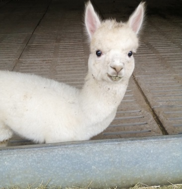 养殖场出售羊驼活体宠物羊驼供应华卡约羊驼
