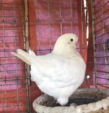 [玩赏鸽批发]玩赏鸽价格300.00元/个 - 一亩田