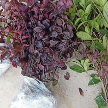 红继木红花继木红继木苗小苗批发湖北红继木各种规格