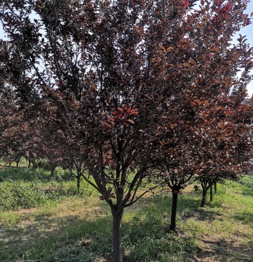 精品紫叶李红叶李815公分大量供应各种规格