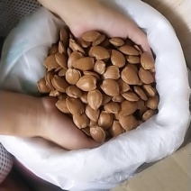 杏核