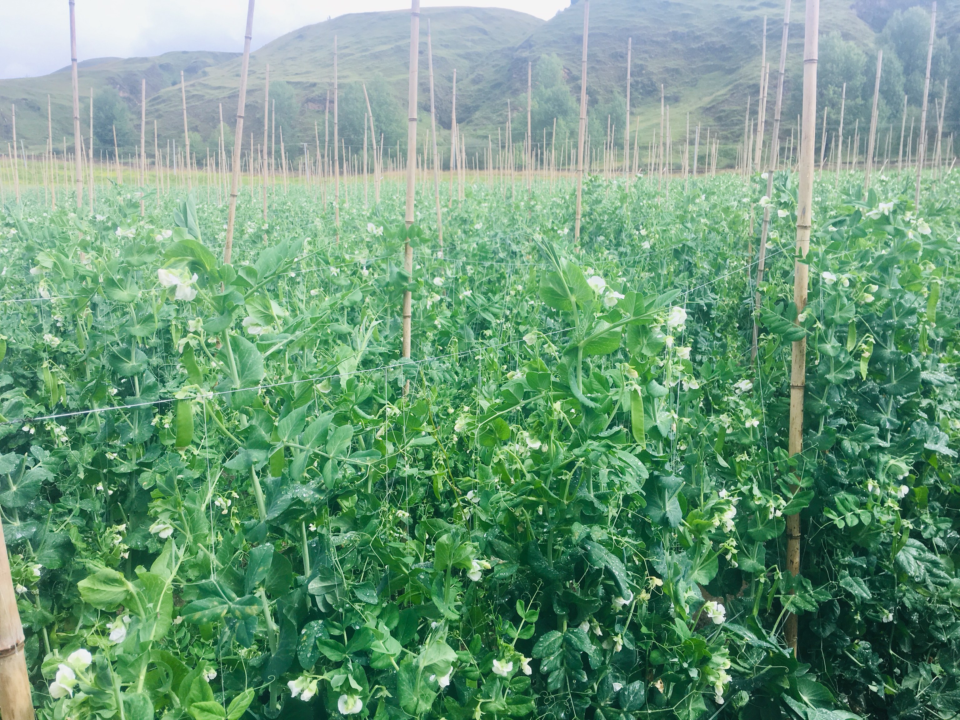 一片整齐的荷兰豆田,植株高度约30-50厘米,茎蔓缠绕于竹竿搭设的支架上,叶片翠绿,部分已开出白色蝶形小花,远处农民正在人工除草。背景为早春清晨薄雾笼罩的农田环境 荷兰豆田间生长实景图