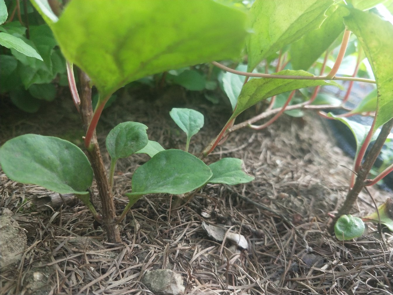 北五味子的藤本植株生长状态