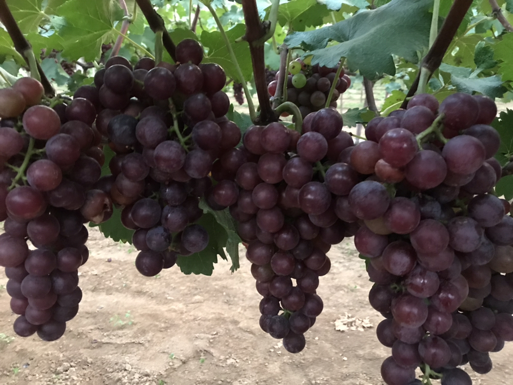 一串成熟的八阳8号葡萄悬挂在藤蔓上,果粒饱满圆润,呈深紫黑色,表面覆盖一层均匀的果粉,排列紧密,光泽感强,背景为阳光照射下的葡萄园 八阳8号葡萄成串特写