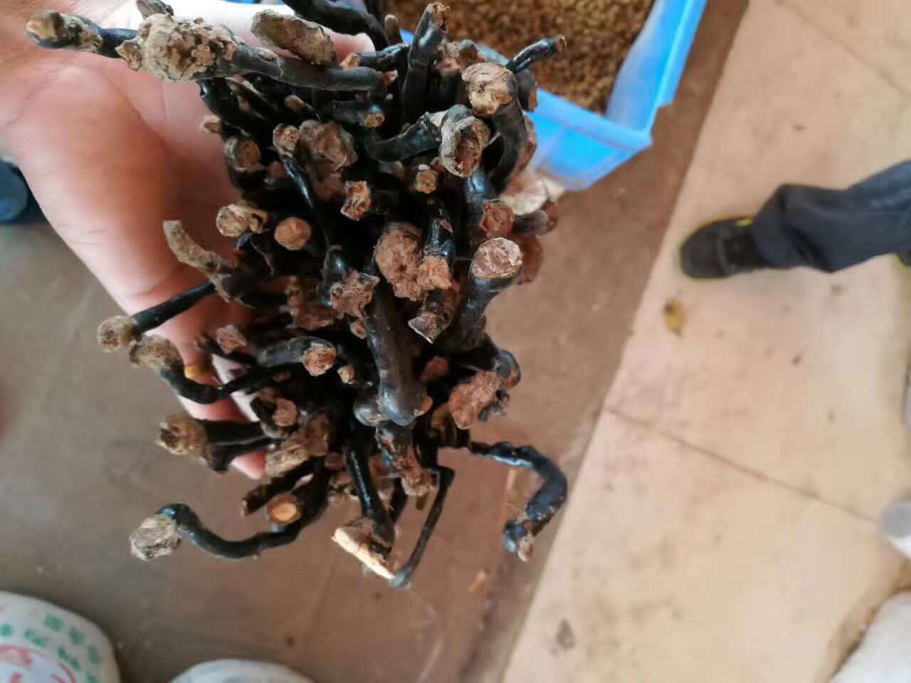 竹林中生长的竹灵芝