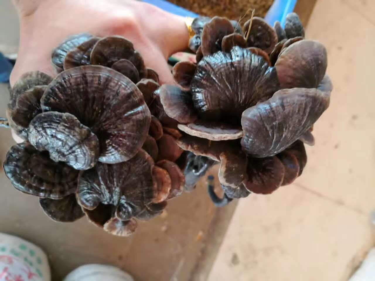 竹林中的野生竹灵芝生长环境