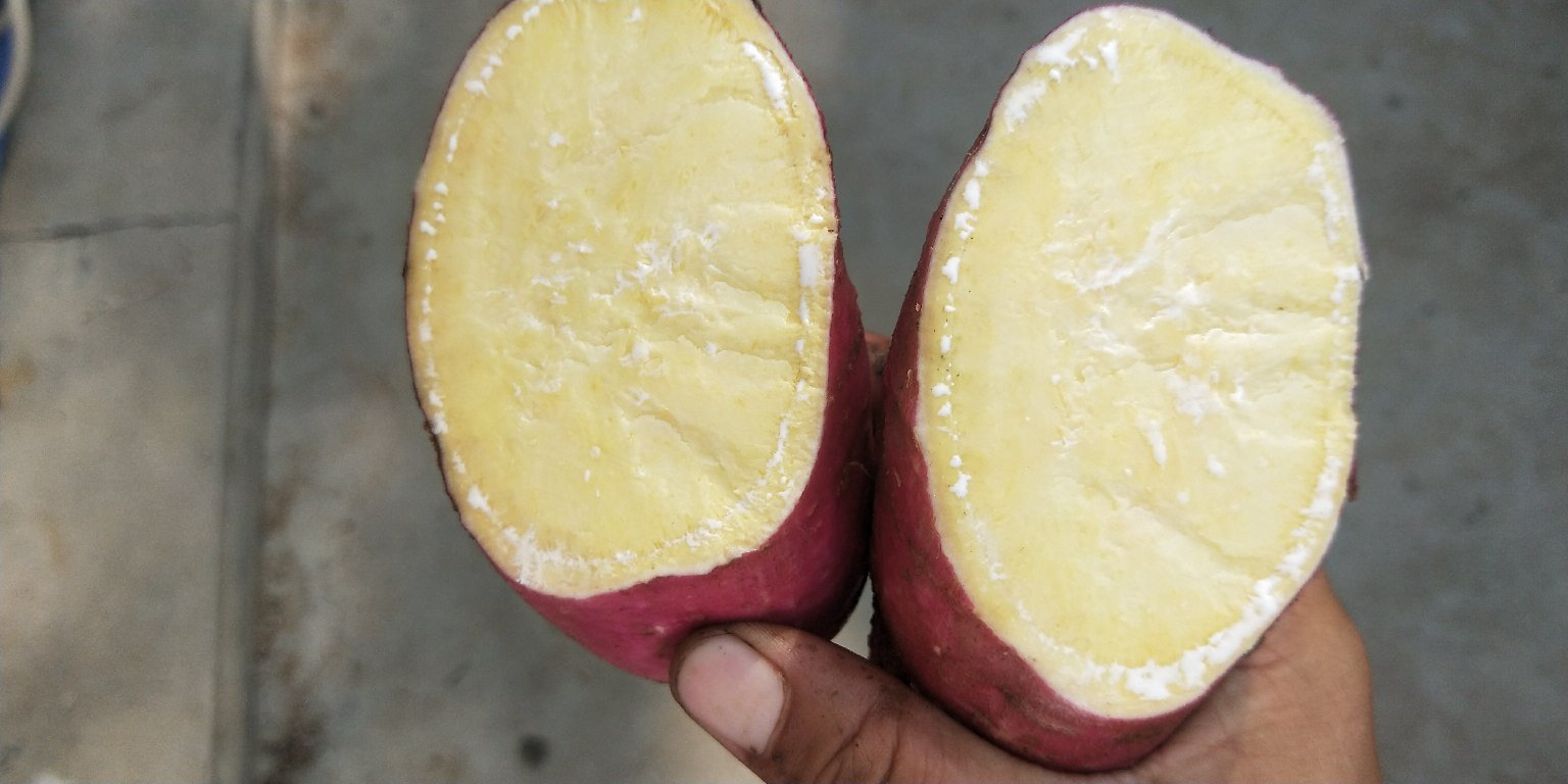 一名科研人员正在实验室操作离心机分离甘薯浆液,旁边摆放着烧杯、量筒和白色沉淀物(即粗淀粉),背景为恒温干燥箱和电子天平,桌上标有‘济薯25 淀粉提取实验’字样 实验室中检测甘薯淀粉含量场景