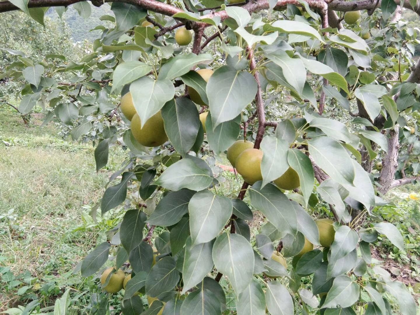 南果梨果园全景