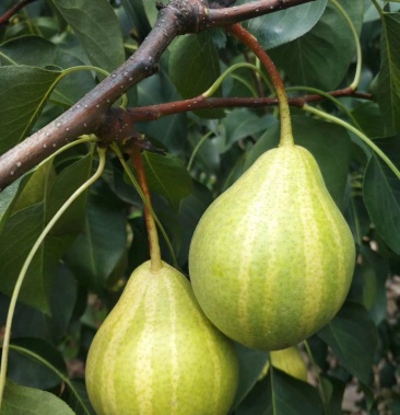 清香酥梨树苗新品种梨树苗嫁接清香酥梨南北方种植