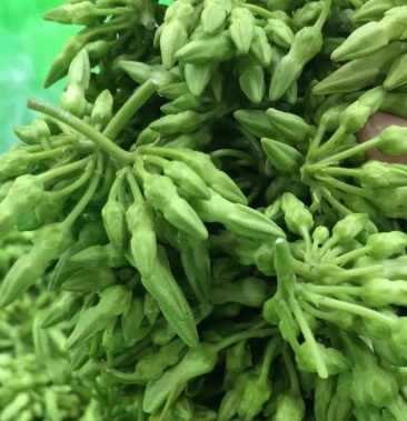 夜香花天莉花夜兰花自然花夜来香散装通货