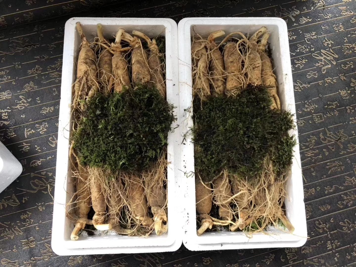 传统方式泡制的鲜人参酒,瓶中可见完整人参根茎 鲜人参泡酒的传统方式