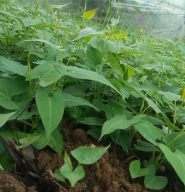 金乌富贵1号何首乌苗子