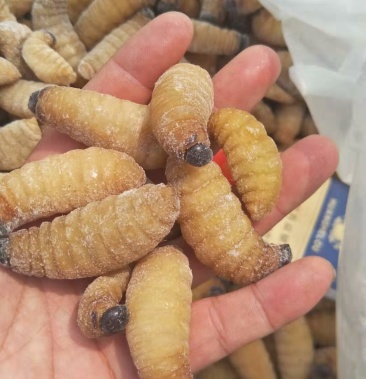 笋虫竹笋虫大竹虫笋蛹椰子虫食用昆虫