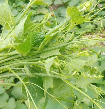 [丝瓜尖批发]龙须尖,棚瓜尖价格2.50元/斤 - 一亩田