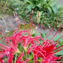 石蒜，彼岸花。盆景绿化素材，绿化带公园花台