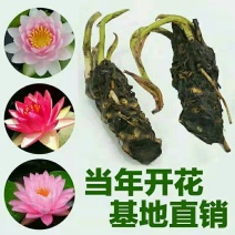 大睡莲根块水培植物四季碗莲荷花苗带花苞水养花卉盆栽植物