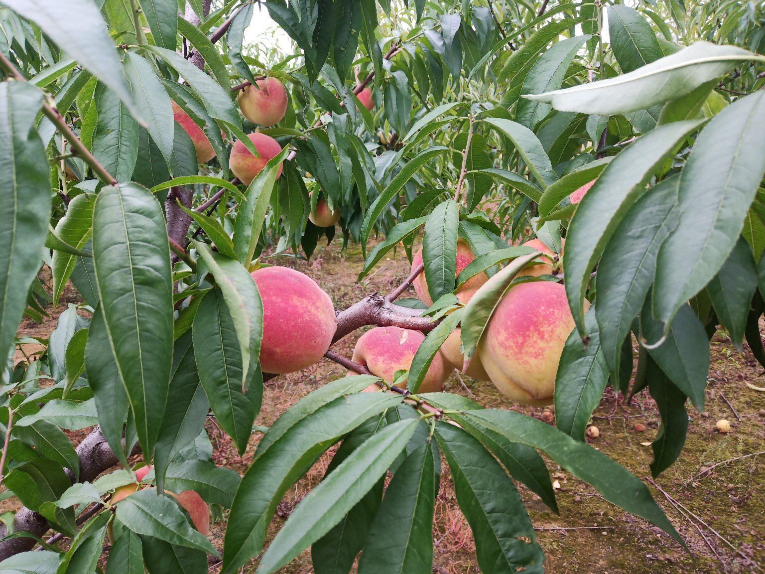 夏季果园中成熟的桃子挂在枝头,果实呈心形,表皮覆盖细绒毛,部分呈现红晕,绿叶衬托下显得饱满多汁,地面有少量落果,体现自然生长状态 果园中的桃树结果景象