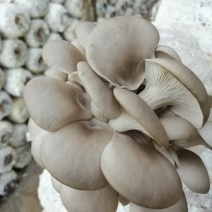 各种食用菌棒批发，