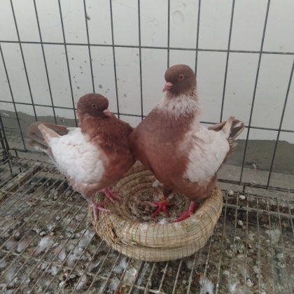 米尔蒂斯种鸽白羽王种鸽,银王种鸽,大量出售米玛斯双肌种鸽,产蛋高试