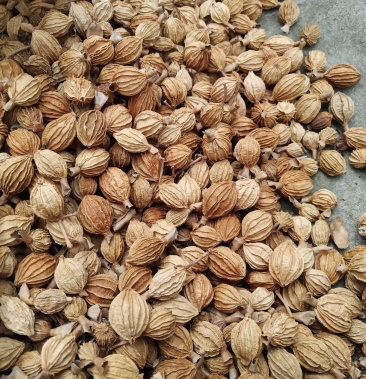 [砂仁批发]砂仁价格12.00元/公斤 - 一亩田