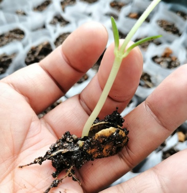 广西罗汉果种子提供育苗技术罗汉果种子新鲜罗汉果种苗