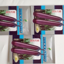 紫红长茄茄子种籽高产耐热茄