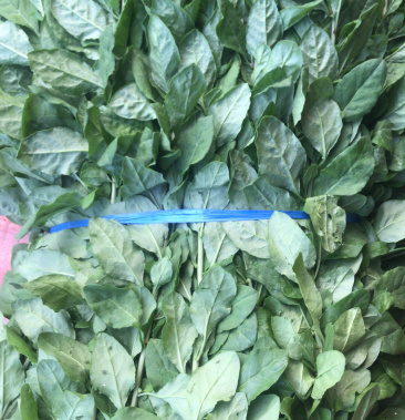 食用大叶枸杞,欢迎有实力的老板长期合作