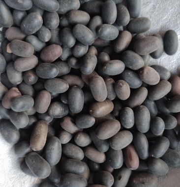 [苦石莲批发]苦石莲,石莲子双肾子价格38.00元/斤 - 一亩田