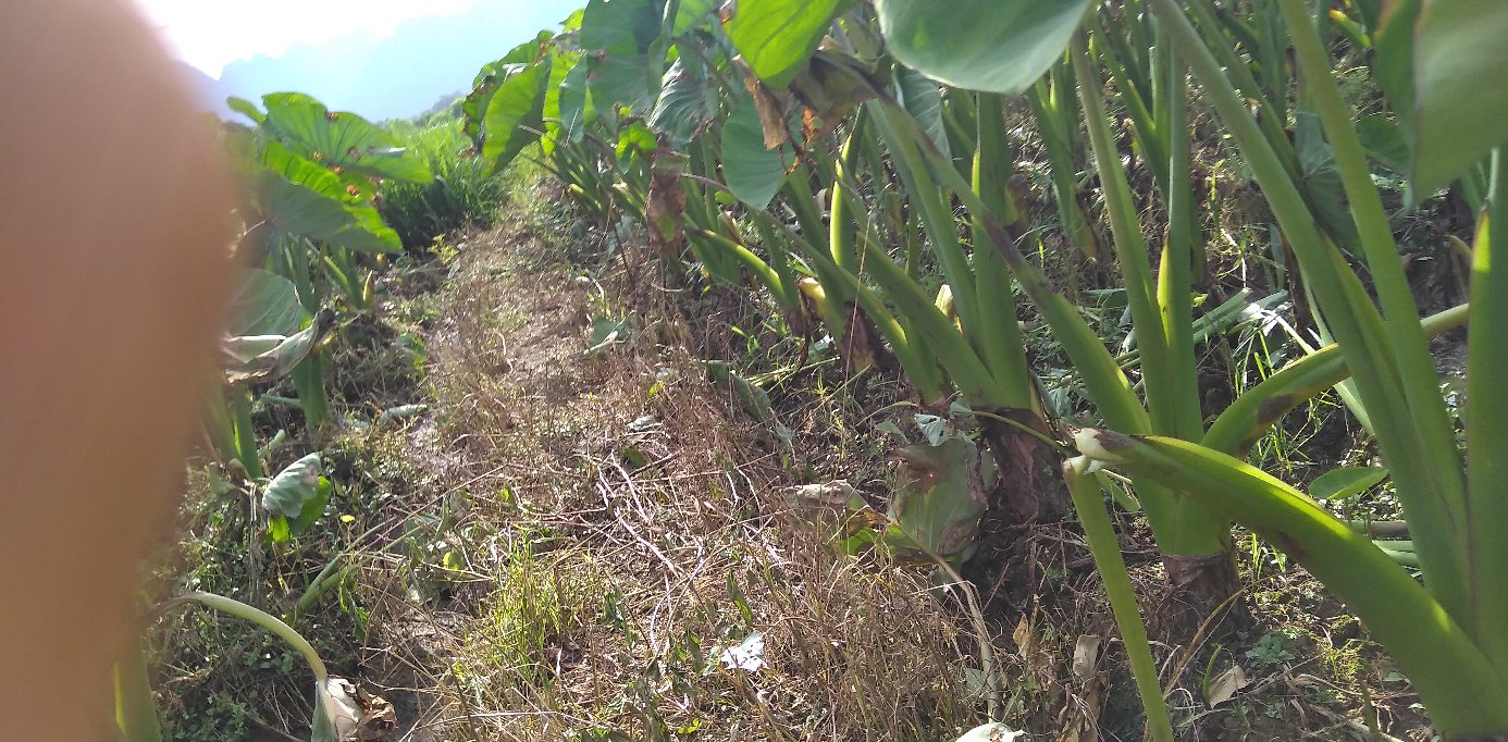 野芋头植物图