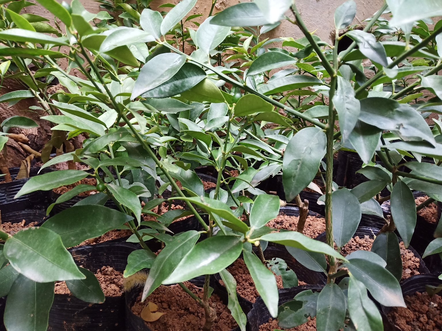 金桔叶片与花朵显微营养分析图示