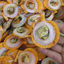 黄金粉丝贝