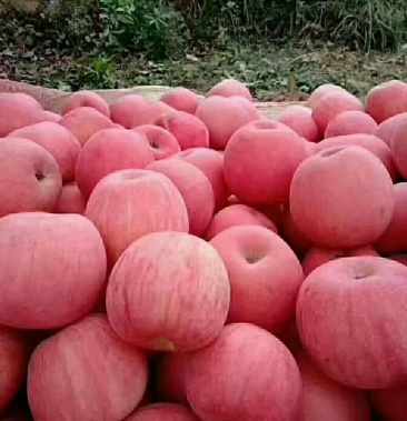 [红将军苹果批发]红富士苹果价格1.50元/斤 - 一亩田