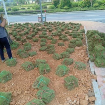 绿化草皮台湾草马尼拉兰引三号草块草卷