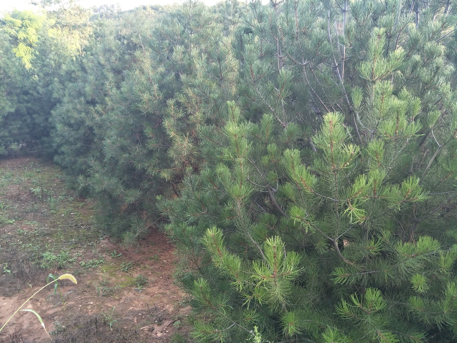 显微镜下并列展示白皮松三针束与油松双针束的针叶结构,背景为绿色森林,左侧标签标注‘白皮松 Pinus bungeana’,右侧标注‘油松 Pinus tabuliformis’,清晰显示针叶数量、横截面形状及气孔带分布差异 白皮松与油松针叶对比图