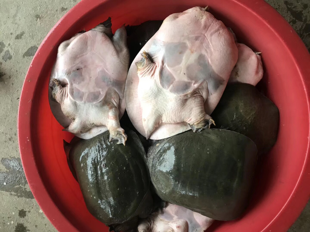 花蛤在暂养池中进行保活处理 花蛤在暂养池中进行保活处理