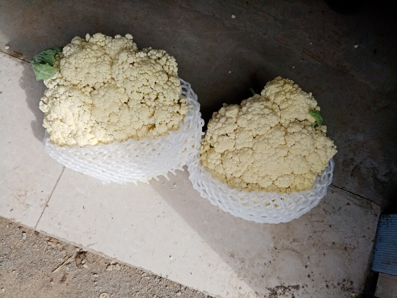 近距离拍摄的天芥菜花花蕾特写,展示其洁白饱满、层次分明的花瓣结构,表面有细微绒毛,背景虚化呈现绿色叶片,突出产品新鲜度与高品质感 天芥菜花特写
