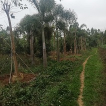 绿化树