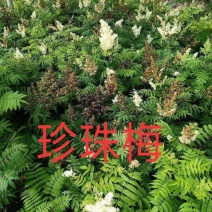 大量供应珍珠梅，从生珍珠梅，大粿从生珍珠梅