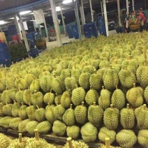 泰国金枕头榴莲