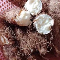 毛薯