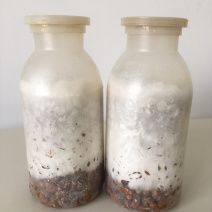 食用菌菌种