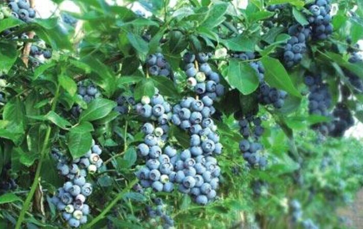 不同蓝莓品种切面显微结构示意图