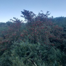 荒山