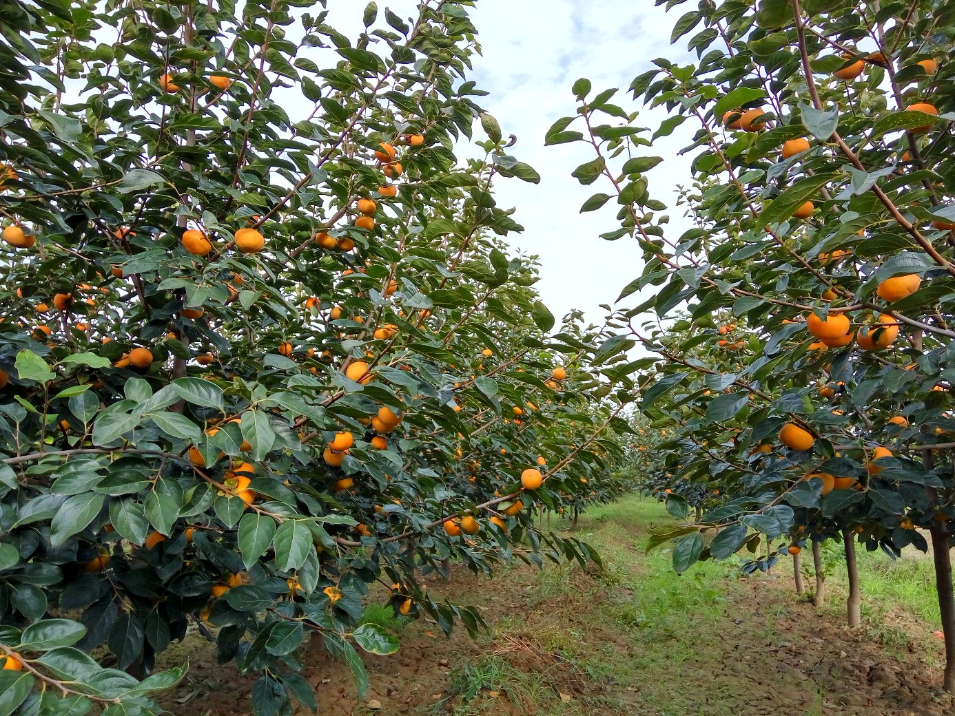 甜柿富有品种果园种植实景,整齐排列的果树,橙红色果实挂满枝头 甜柿富有品种果园种植实景