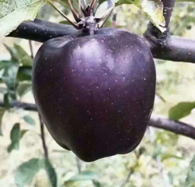 展示一个完整的黑苹果果实,果皮呈深紫色至黑色,背景为果园环境 黑苹果果实特写