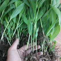 白芨苗，免费技术指导，成活率95%一件代发