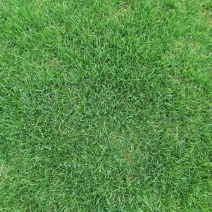 果岭草