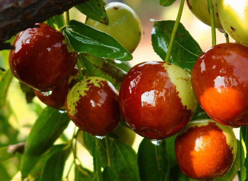 红枣在树上自然成熟的场景